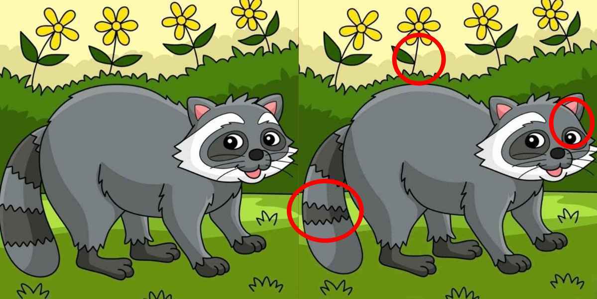 Spot 3 differences between raccoon solution