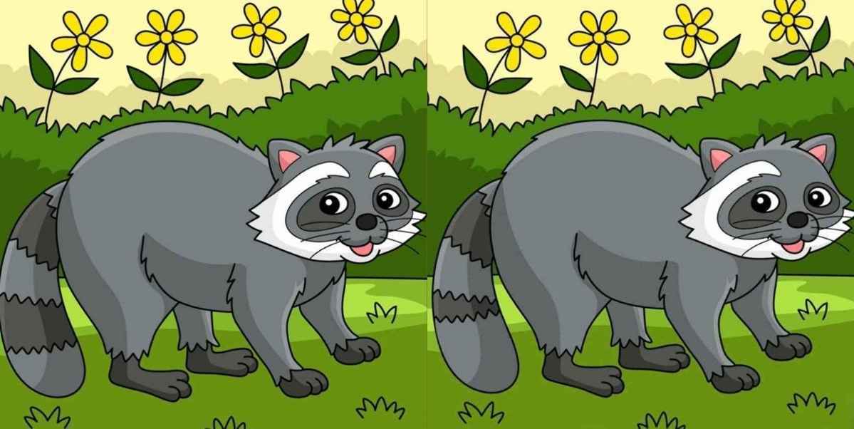Spot 3 differences between raccoon