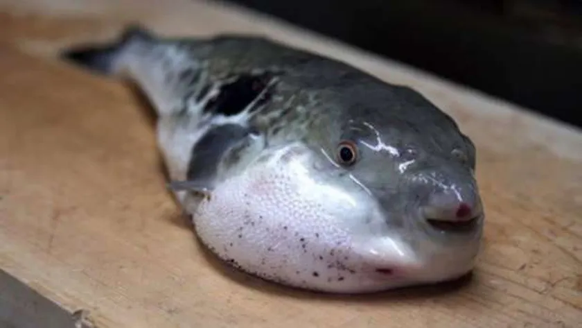 تحذير من انتشار سمكة سامة في الأسواق